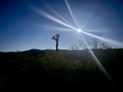 Joshua Tree National Park