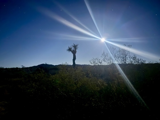 Joshua Tree National Park