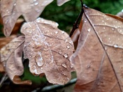 Autumn Rainfall 