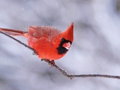 Winter Cardinal