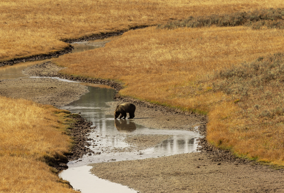 Yellowstone National Park