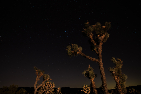Joshua Tree National Park