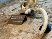 Waco Mammoth National Monument 