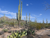 Saguaro National Park (west) 