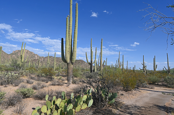 Saguaro National Park (west) 