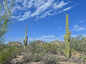 Saguaro National Park (west) 