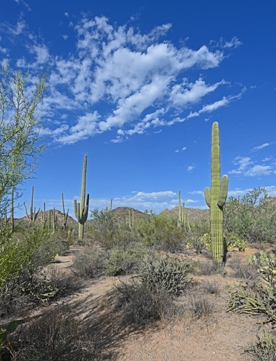 Saguaro National Park (west) 