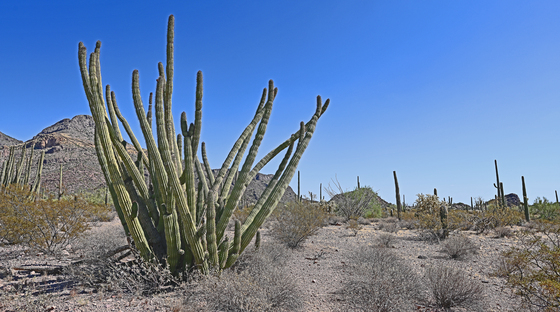 Organ Pipe National Monument 