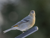 Pine Grosbeak