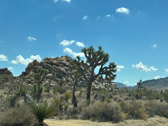 Joshua Tree National Park