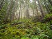 Mount Baker Snoqualmie National Forest