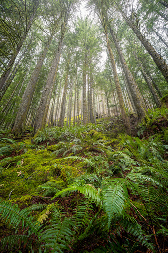 Mount Baker Snoqualmie National Forest
