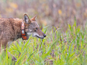 Alligator river national wildlife refuge 