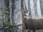 Frosty Mule Deer