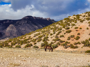 Bighorn Canyon National Recreation Area