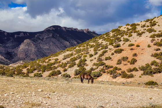 Bighorn Canyon National Recreation Area