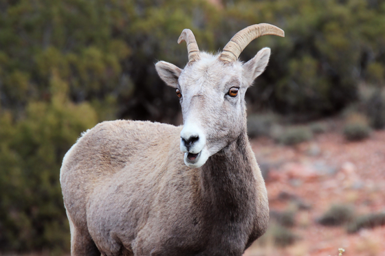 Bighorn Canyon National Recreation Area