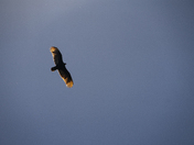 Pinnacles National Park