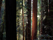 Muir Woods National Monument