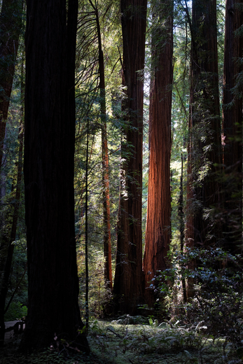 Muir Woods National Monument