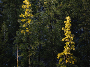 Yosemite National Park 