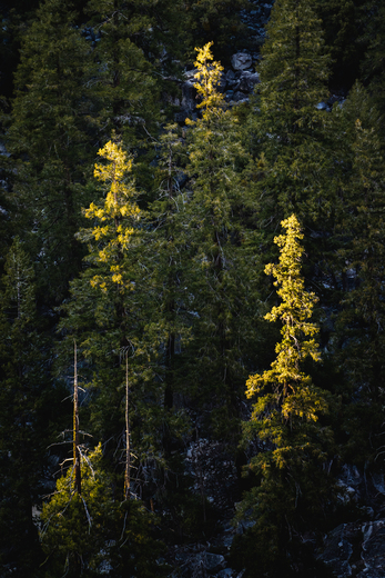 Yosemite National Park 