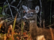 White tail deer 
