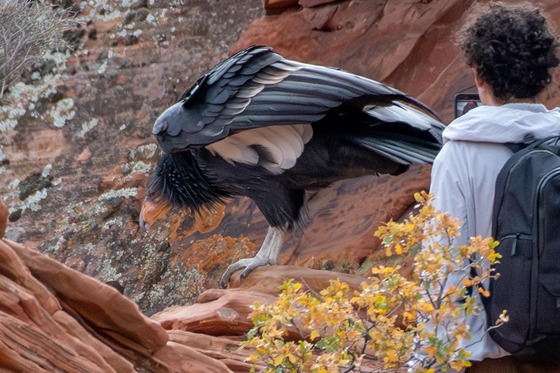 Zion National Park