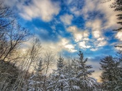 Snow-filled Forest 02