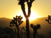 Joshua Tree National Park