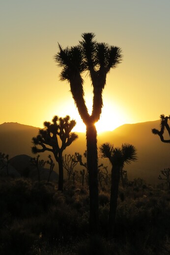Joshua Tree National Park