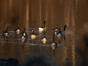 Meeting of the Minds