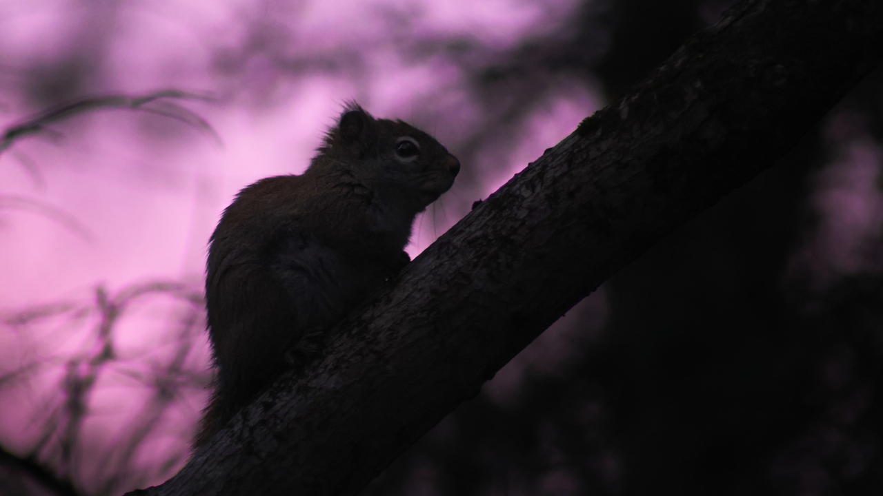 Dernière lumière, premier regard