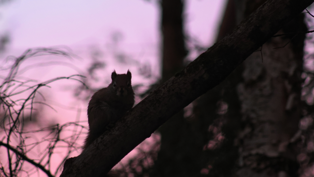 Dernière lumière, premier regard