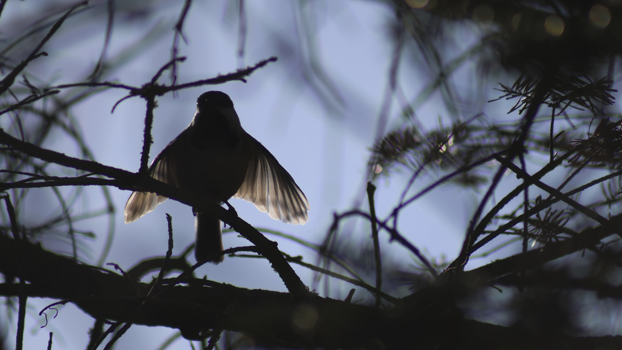 Battement de beauté