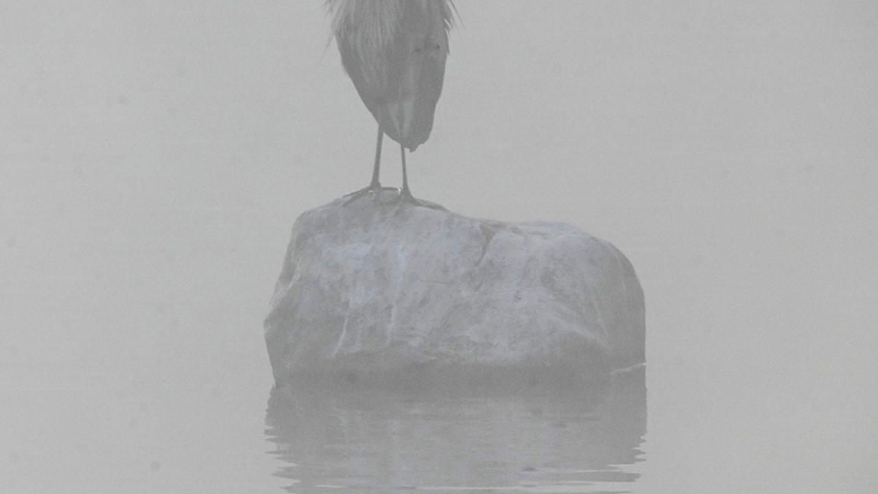 Ghost,  Great Blue Heron