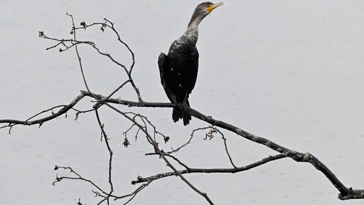 Foggy Morning Cormorant