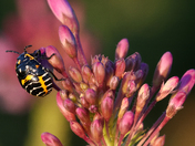 Rocky Mountain Arsenal and Wildlife Refuge