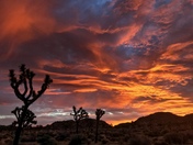 Joshua Tree NP
