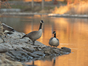Goose couple