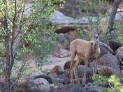 Capitol Reef National Park