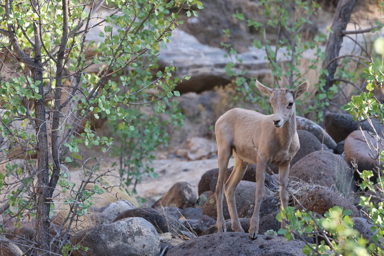 Capitol Reef National Park