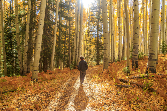 Grand Mesa, Uncompahgre, and Gunnison National Forest