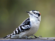 Downy Woodpecker