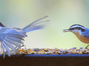 Chickadee and Nuthatch