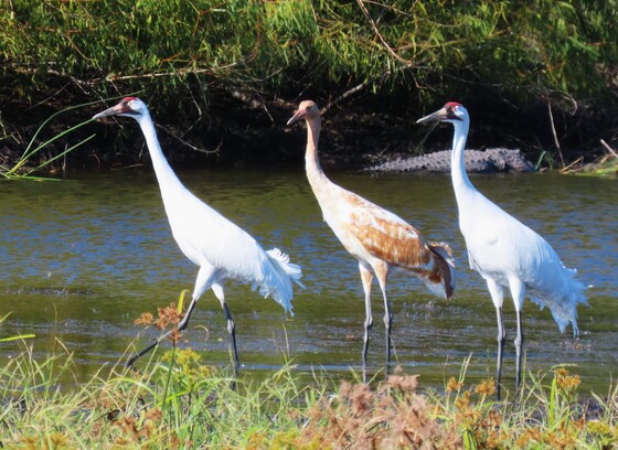 Aransas National Wildlife Refuge