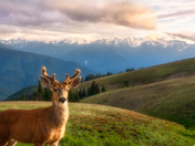 Olympic National Park