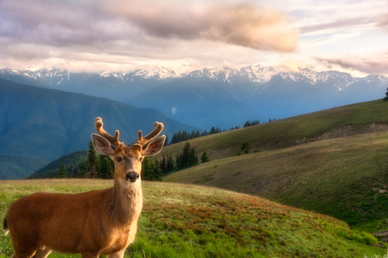 Olympic National Park