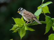 White-Crowned Sparrow