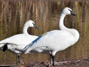 The trumpeter swans. "The heaviest living bird native to North America".